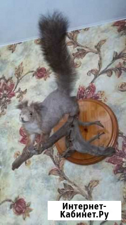 Белка чучело Новосибирск - изображение 1