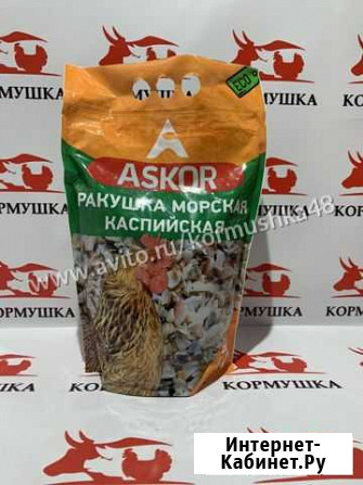 Ракушка морская каспийская высушенная Липецк - изображение 1