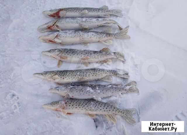 Щука свежий улов 14.02.2021 Биробиджан - изображение 1