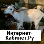 Козочки продаются Брянск - изображение 1