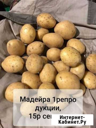 Картофель оптом Нижний Новгород - изображение 1