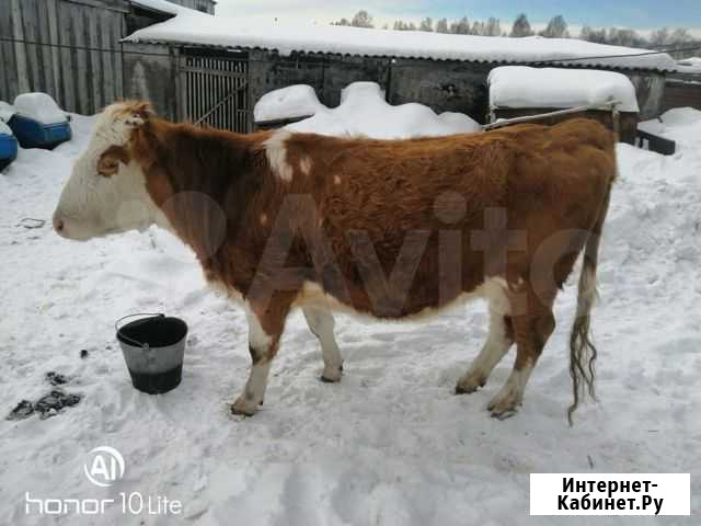 Корова на мясо Верхнеуральск - изображение 1