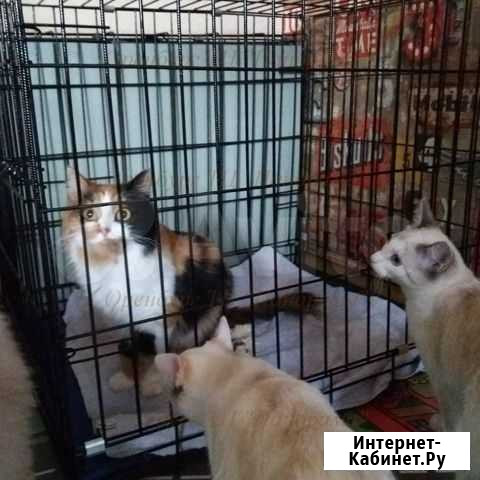 Клетка №3 одна дверь Оренбург - изображение 1