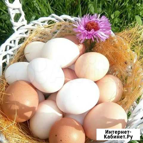Домашние куриные яйца Выборг - изображение 1