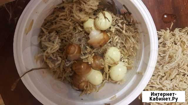 Улитки Бенины Екатеринбург - изображение 1