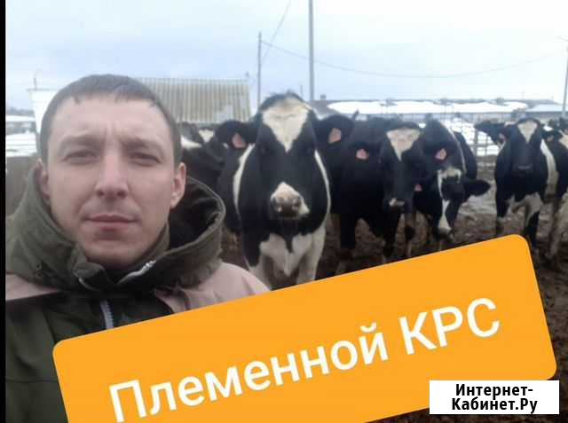 Племенной крс оптом. Возможно купить в рассрочку Набережные Челны - изображение 1