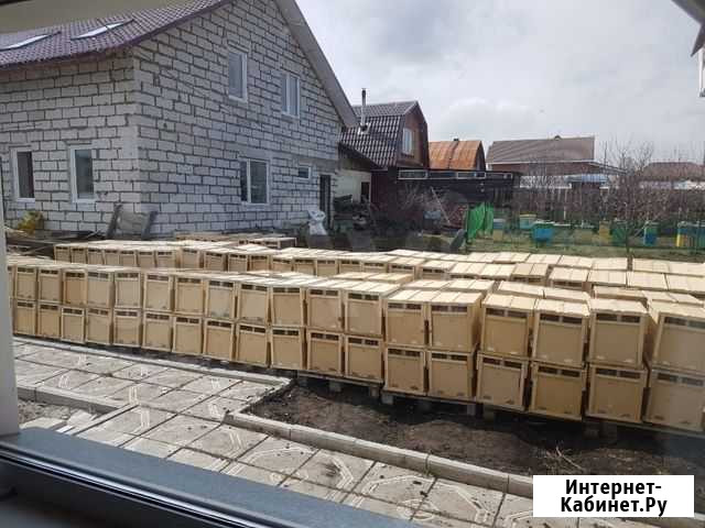 Пчелопакет Карника Барнаул - изображение 1