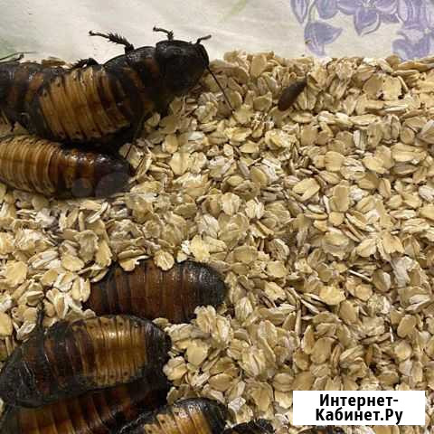 Мадагаскарские тараканы Коломна - изображение 1