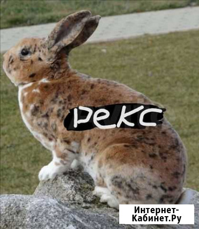 Кролики породы рекс Ставрополь - изображение 1