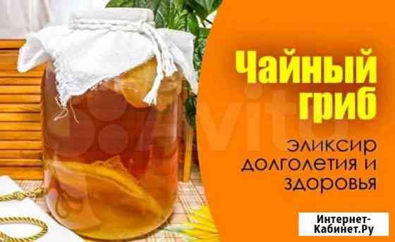 Чайный гриб (Комбуча) Краснодар