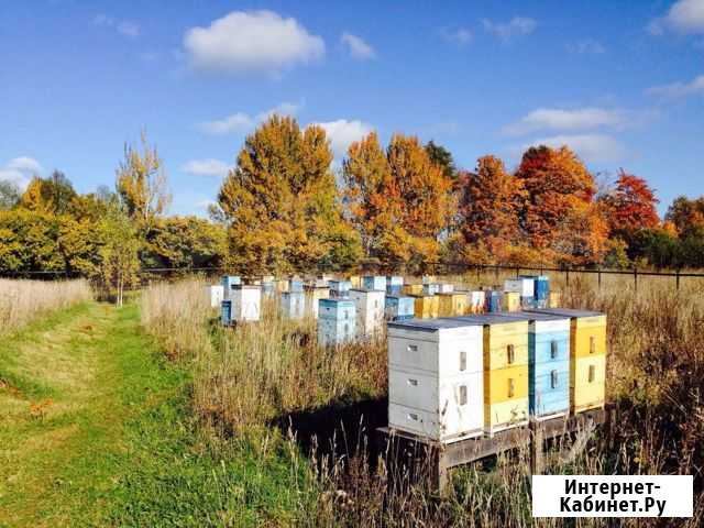 Продам пасеку Тахтамукай - изображение 1