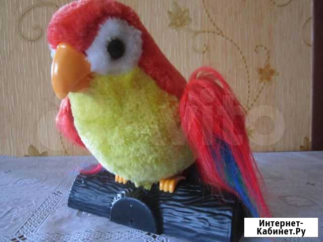 Декоративный (говорящий) попугай Ижевск - изображение 1