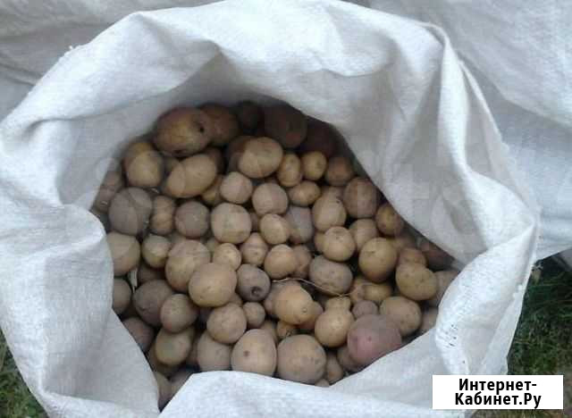 Продам мелкий картофель Прокопьевск - изображение 1