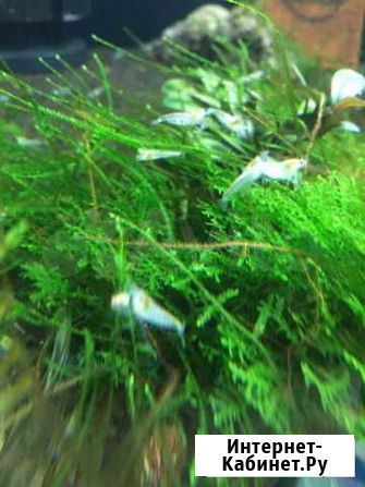 Креветки Neocaridina cf. zhangjiajiensis var. whit Липецк - изображение 1