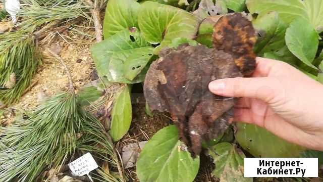 Бадан чай Горно-Алтайск - изображение 1