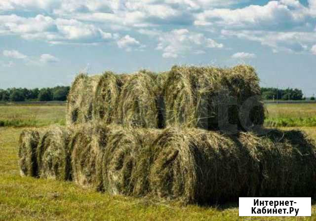 Сено в рулонах Рязань - изображение 1