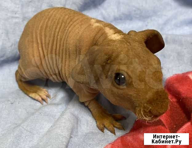 Морские свинки скинни. Самцы Челябинск - изображение 1