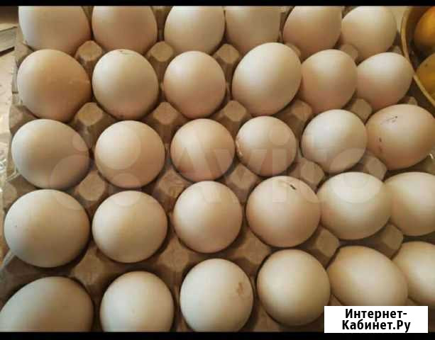 Яйца Ханская - изображение 1