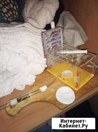 Муравьиная ферма с муравьями Camponotus vagus мура Волгодонск - изображение 1