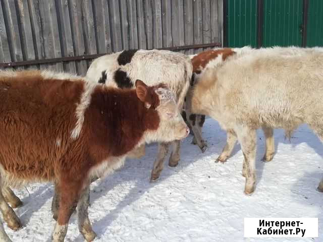 Бычки Русский Камешкир - изображение 1