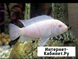 Золотые рыбки, цихлиды, улитки и другие Красногорск - изображение 1