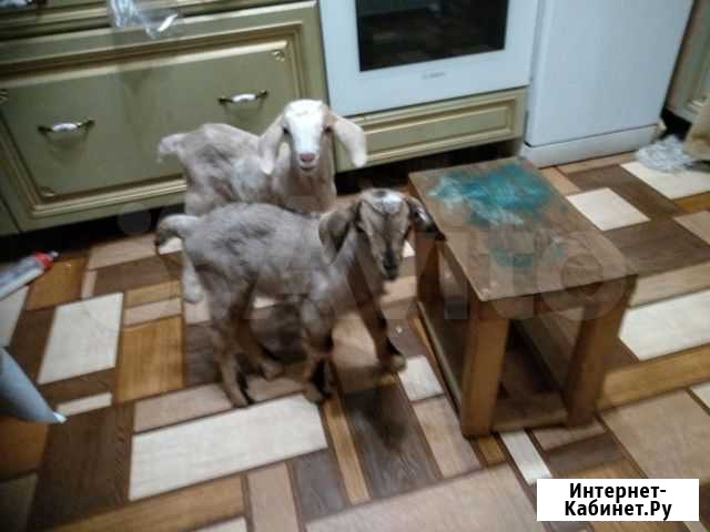 Продам козликов нубийских кровей Колывань - изображение 1