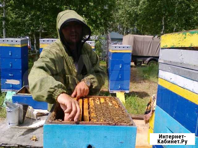 Мёд продукты пчеловодства Новоомский - изображение 1