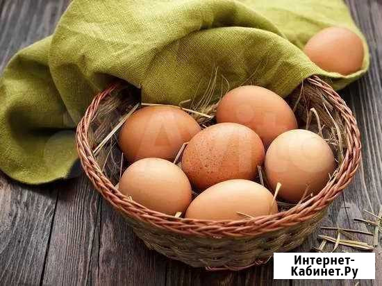 Домашние куриные яйца Выборг - изображение 1