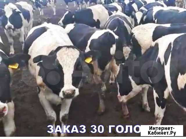 Нетели телки породные племенные Симоненко - изображение 1