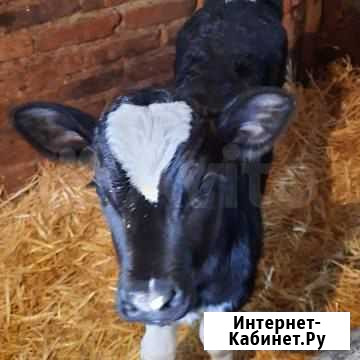 Телочка Промышленная - изображение 1