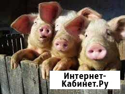 Поросята Нижнекамск - изображение 1