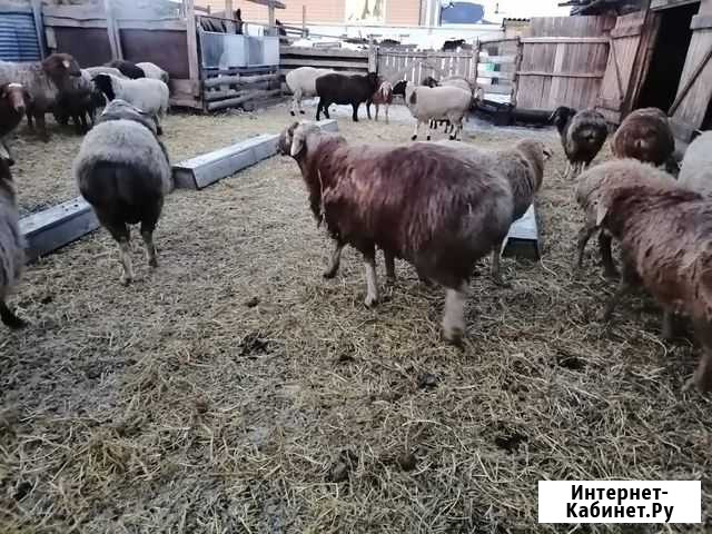 Баран Калачинск - изображение 1