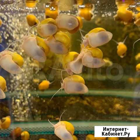 Улитки и оборудование для аквариума Кушва - изображение 1