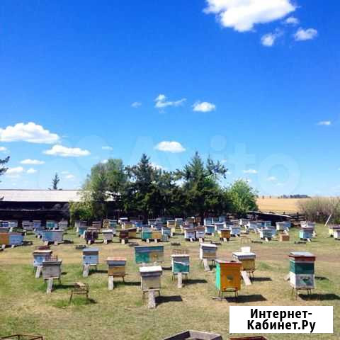 Продается пасека 23 пчелосемьи Иркутск - изображение 1