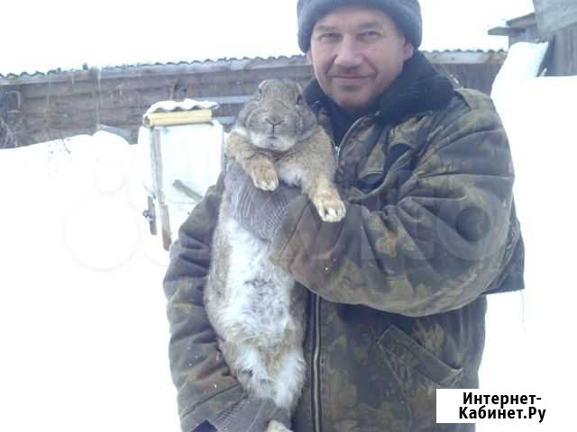 Кролики Мосальск - изображение 1