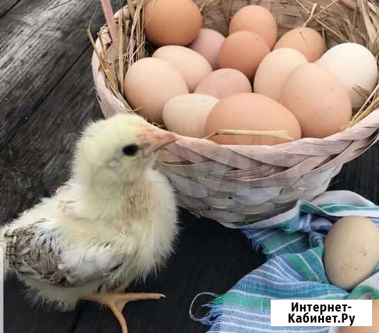 Домашние куриные яйца Каспийск - изображение 1