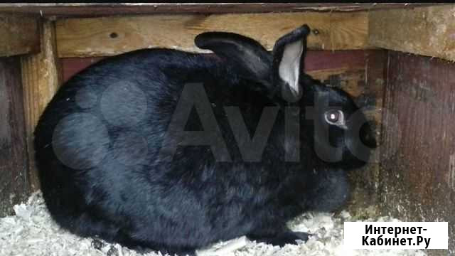 Кролики Ишим - изображение 1