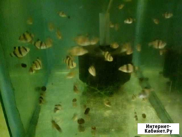 Аквариумные рыбки барбус суматранский,данио глофиш Кукмор - изображение 1