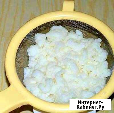 Грибок кефирный Брянск - изображение 1