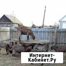 Молочные козы Ахтубинск - изображение 1