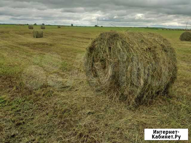 Сено в рулонах Рязань - изображение 1