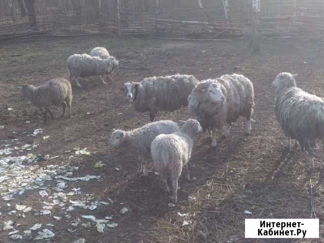 Овцы романовские Выгоничи - изображение 1