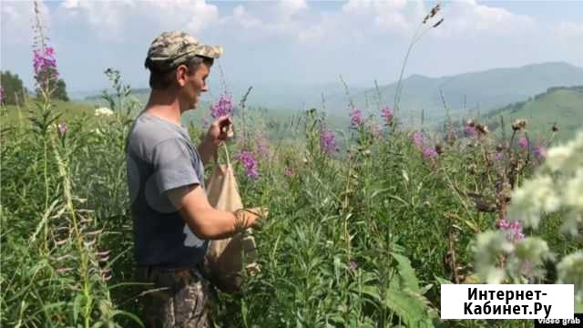Иван-чай и курильский чай Солонешное - изображение 1