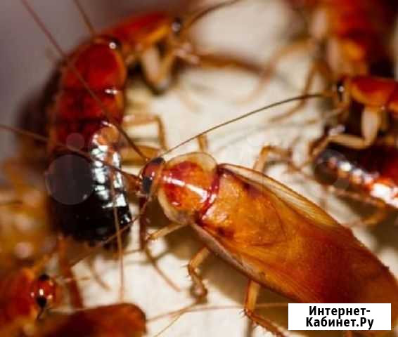 Туркменский таракан на корм для вашего питомца Липецк - изображение 1