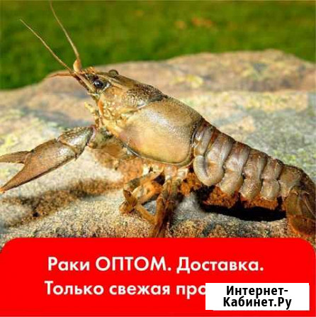 Раки Балашиха - изображение 1
