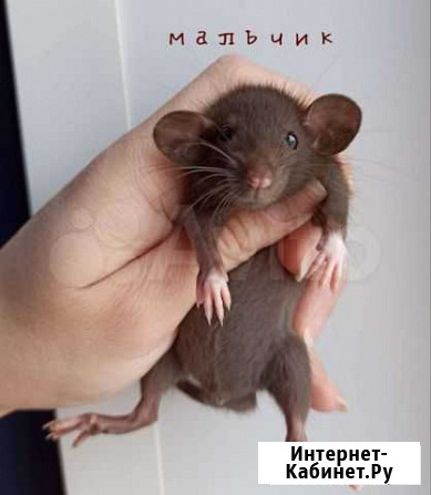 Крыса. Крысята Дамбо. Норковый и др Москва - изображение 1