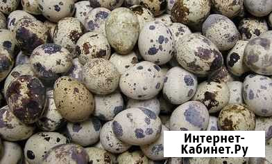 Перепелиные яйца Новокузнецк - изображение 1