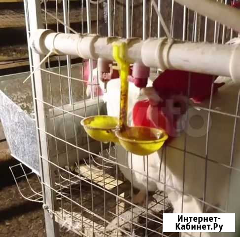 Ниппельная поилка двойная Казань - изображение 1