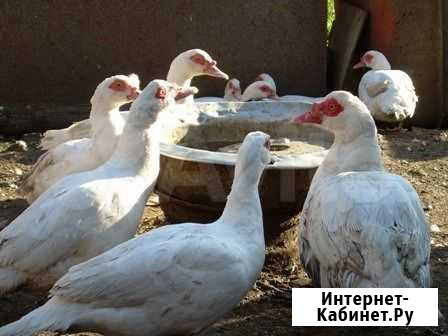 Яйцо, Мясо бройлер, циплята табака, индоутки, гуся Омск - изображение 1