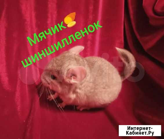 Шиншилленок Оренбург - изображение 1